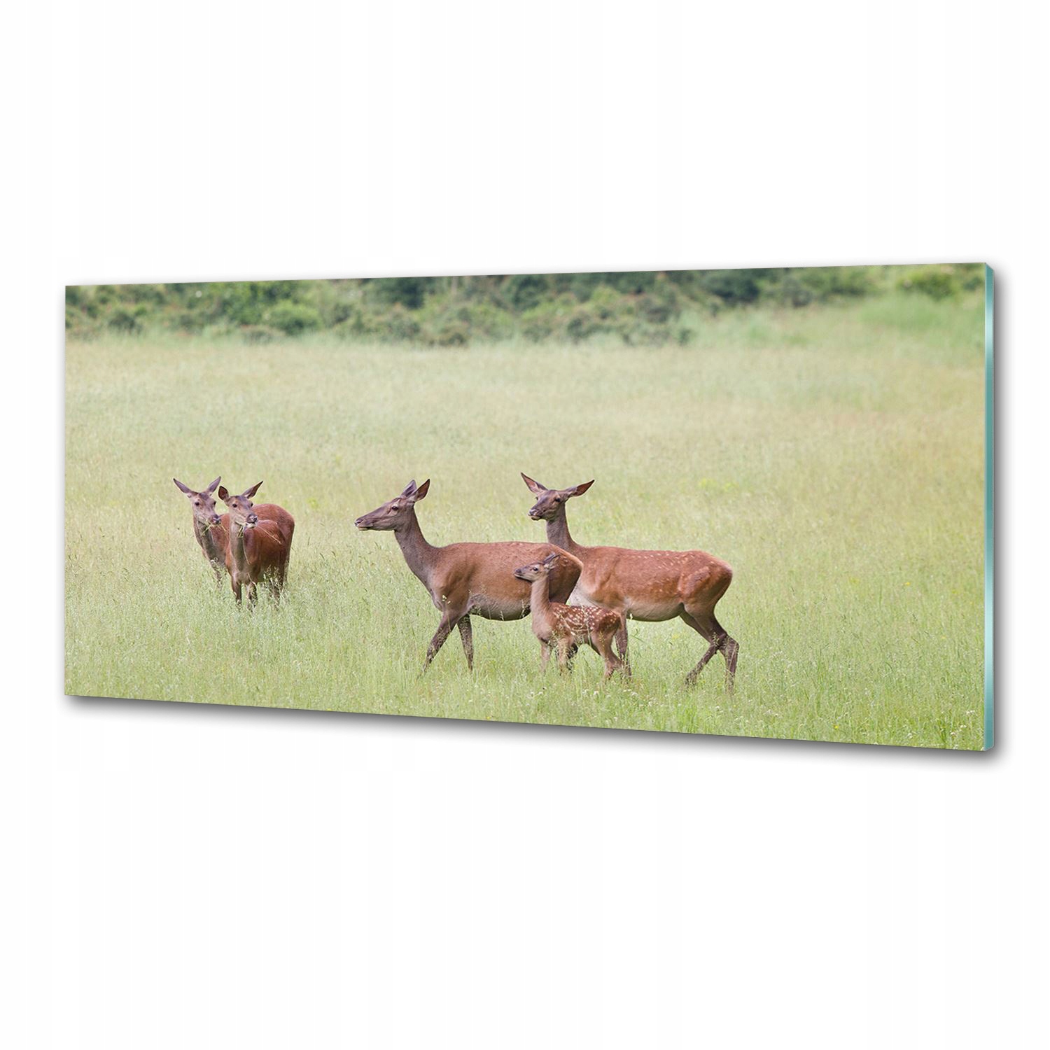 Panel do kuchyne Srnka s mladými 125 x 50 cm Lepidlo