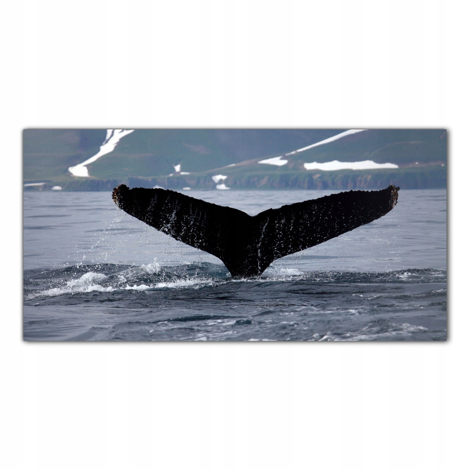 

Obraz na szkle Foto Wieloryb Ocean Morze 140x70