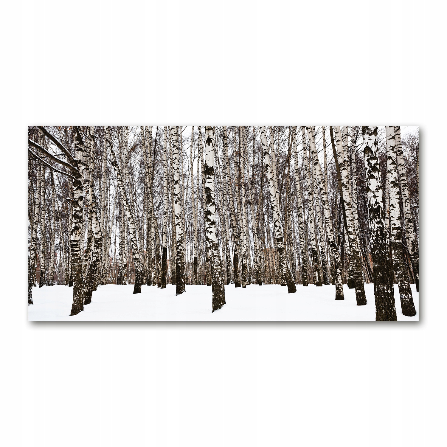 

Foto obraz na szkle akrylowym Brzozy zimą 120X60cm