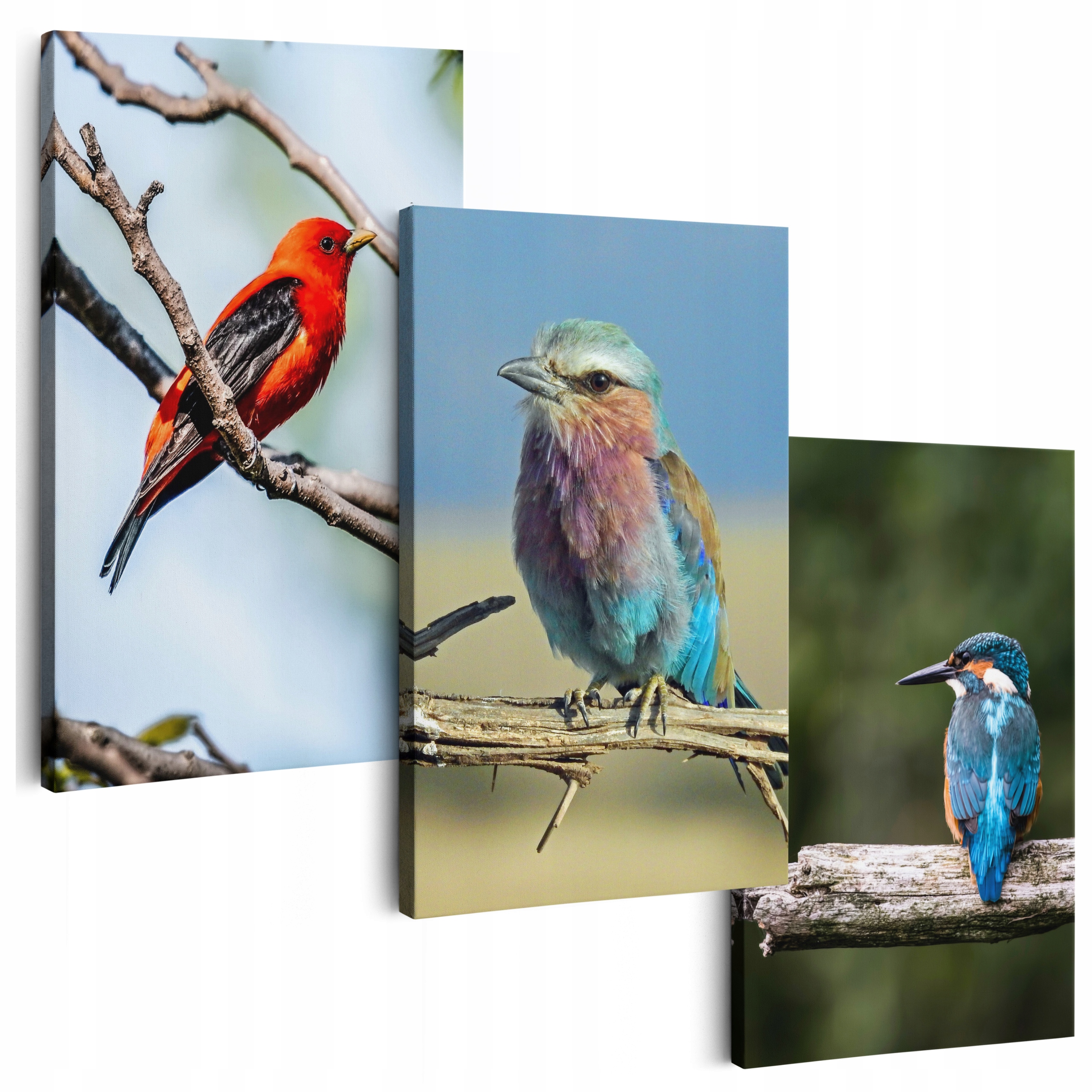 Obraz Na Plátně 150 cm **mnoho vzorů** Obrazy Do Obývacího Pokoje Triptyki Ptáci