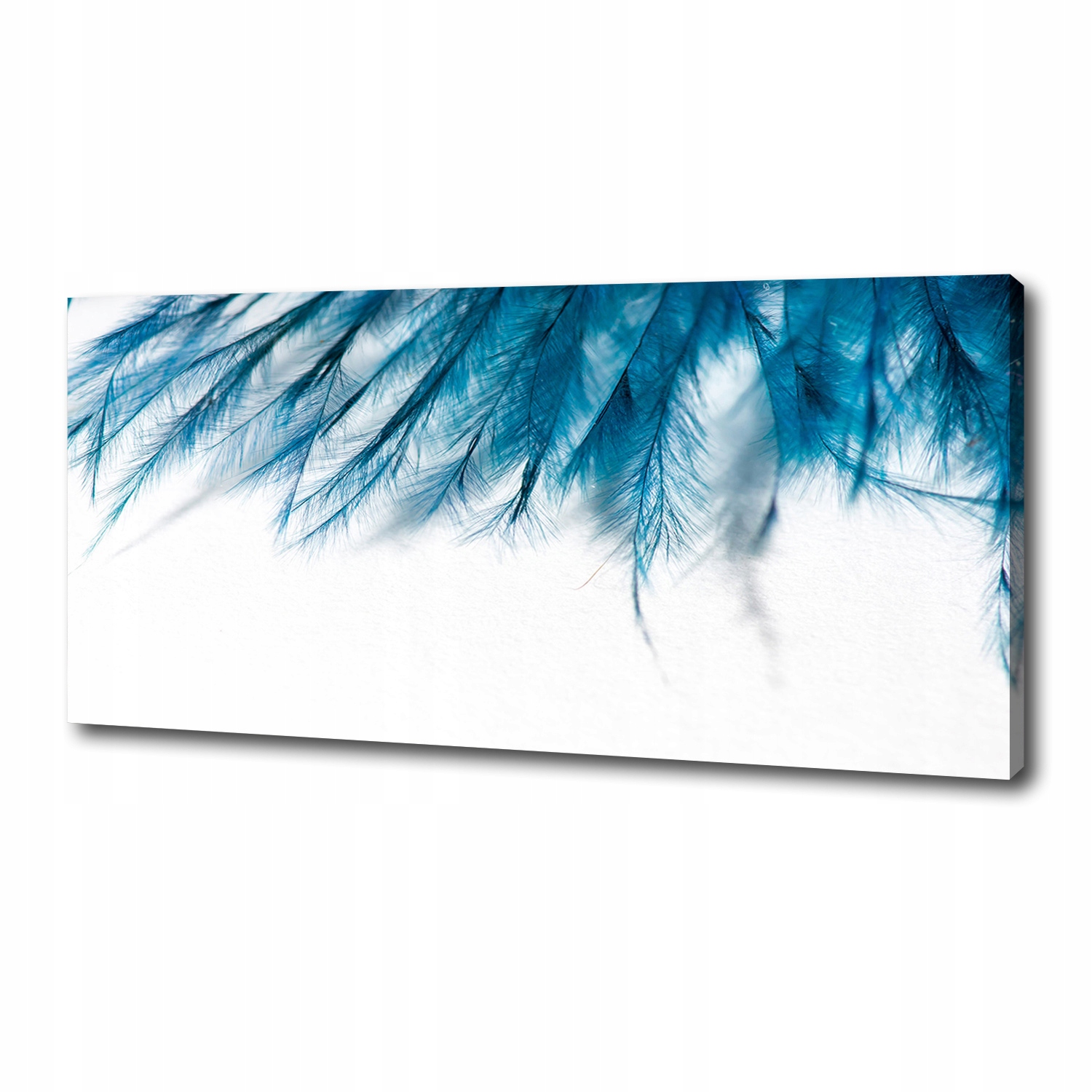 

Foto obraz na płótnie Niebieskie pióra 125x50 cm