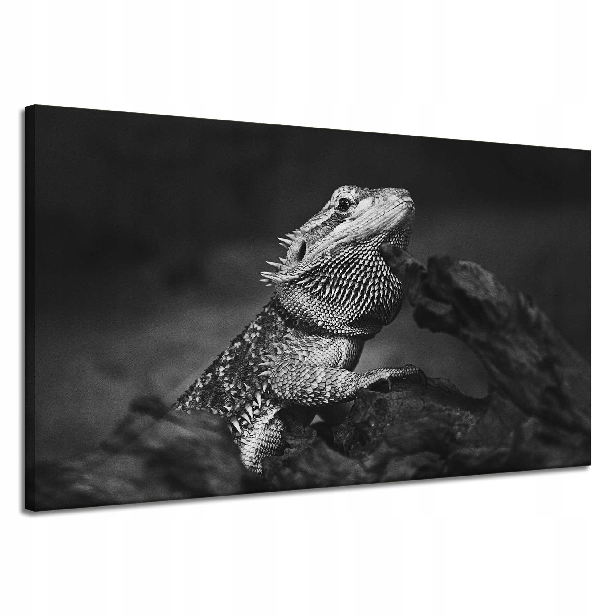 Obraz na plátně Ještěrka Gad Černobílá Příroda 120x70
