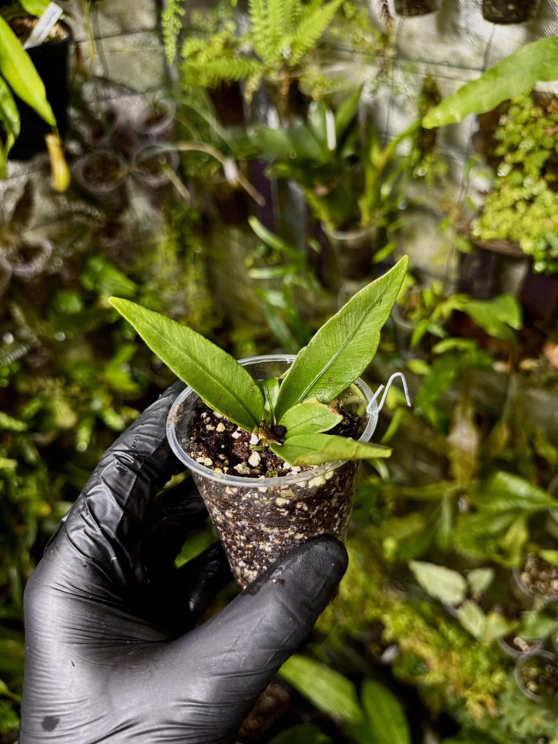Levně Microsorum sp. „Siamense Green” rostlina paludarium exotická kapradina