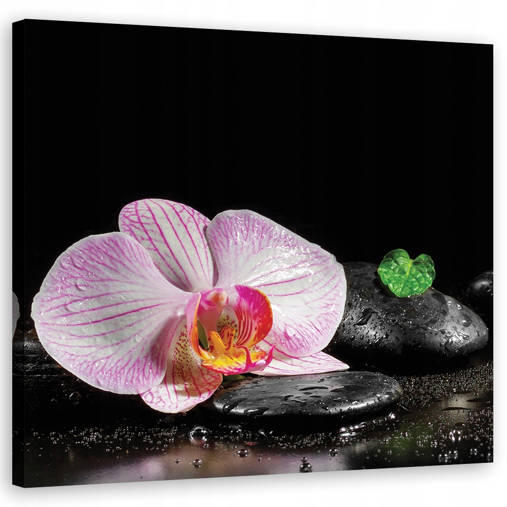Obraz na plátně, Kvetoucí orchidej zen 40x40