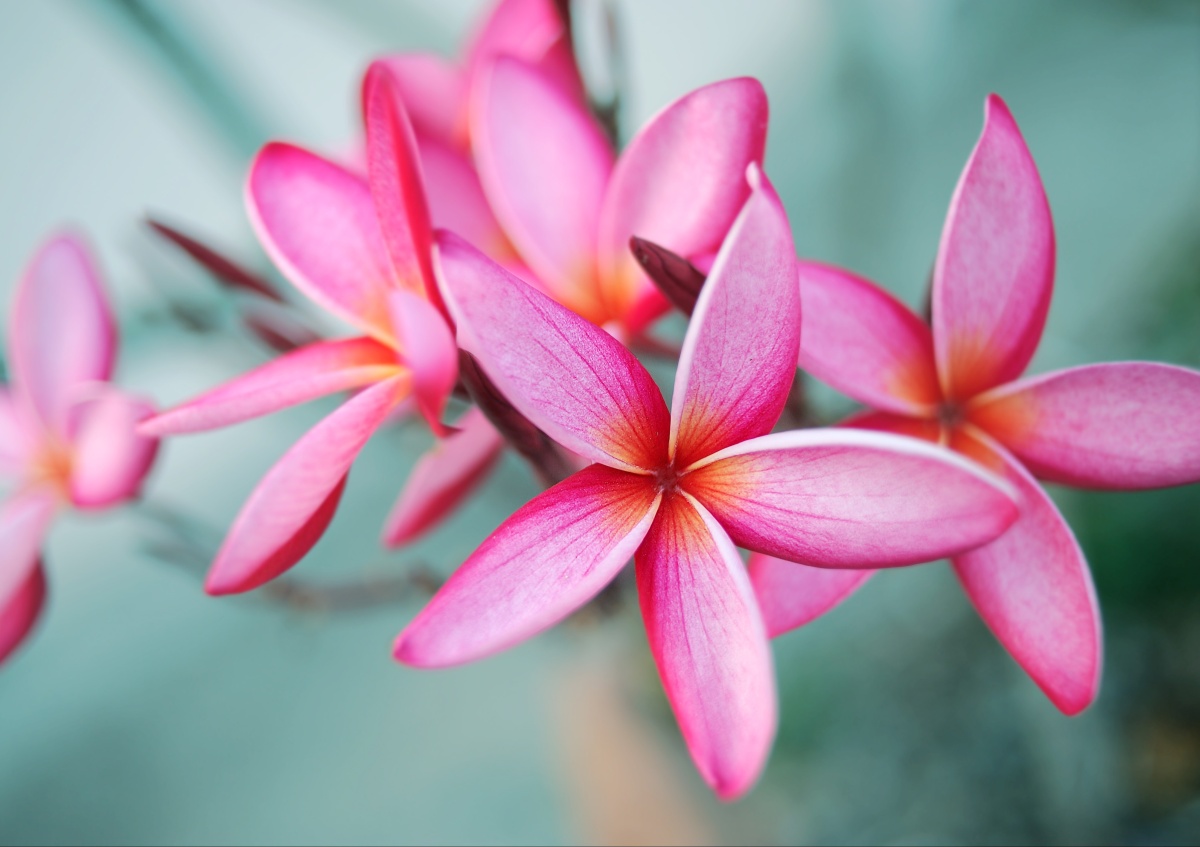 

Tapeta flizelinowa Plumeria Różowy - 312x219