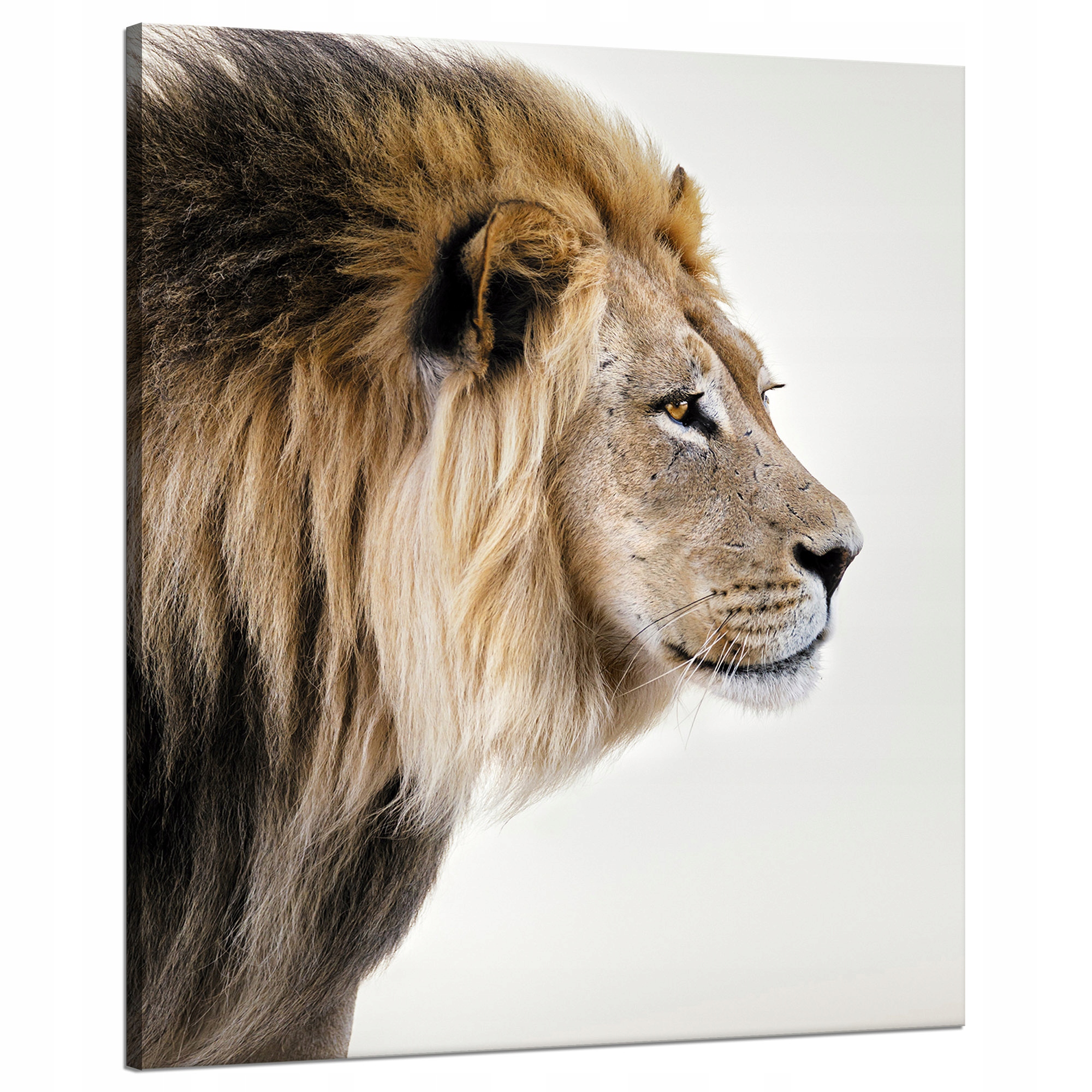 Obraz na plátně Zahleděný Lev Příroda Tvář 80x100 cm Ideální jako dárek