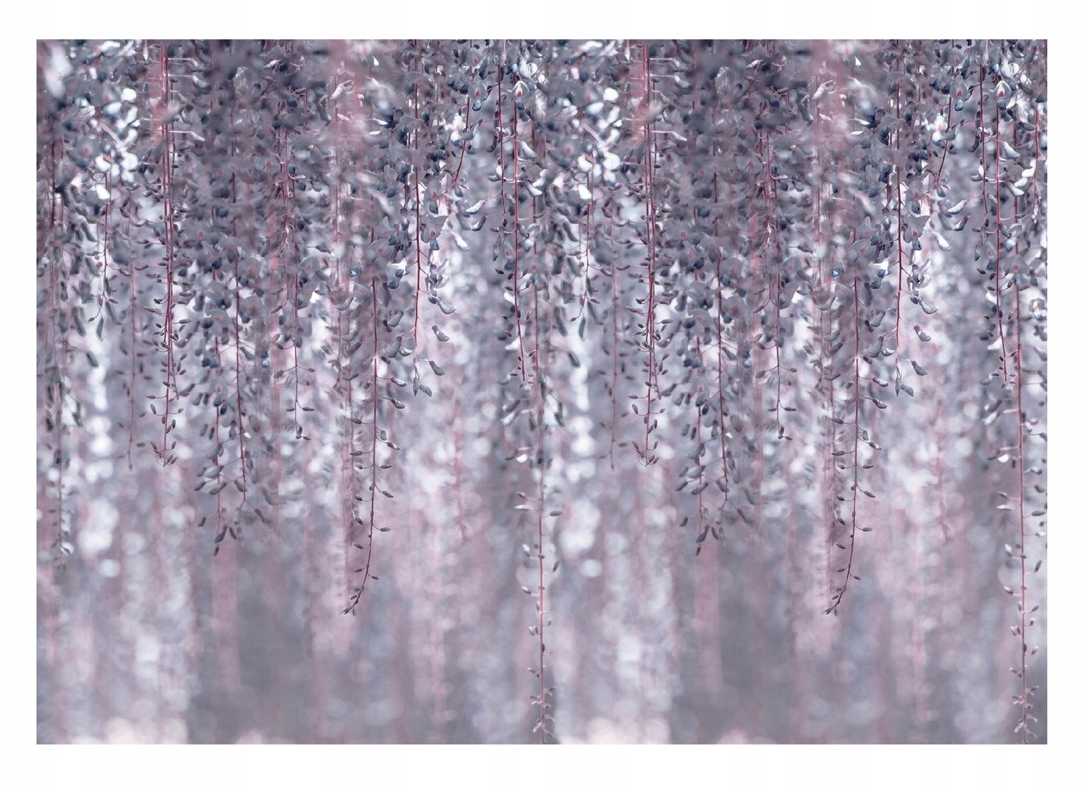 Fototapeta Wisteria Listy do obývacího pokoje Fliz 416x254