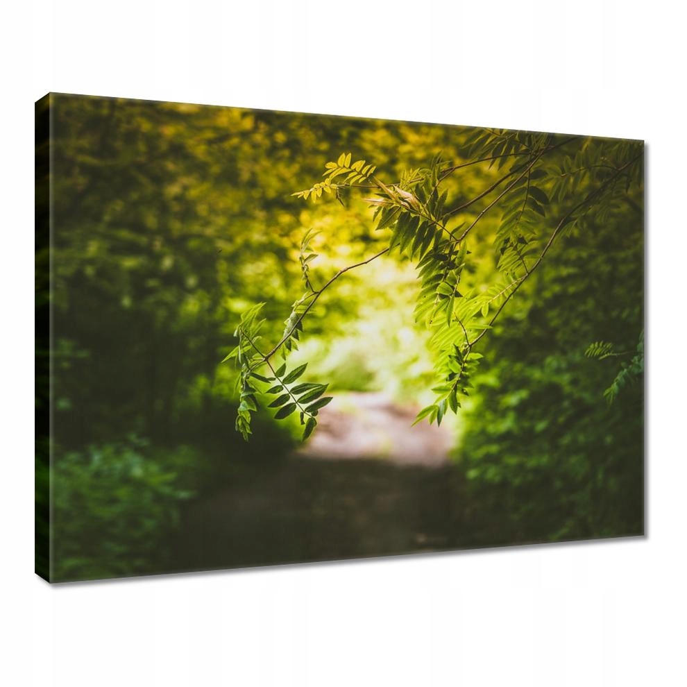 

Obrazy 40x30 Zielone listki Liście