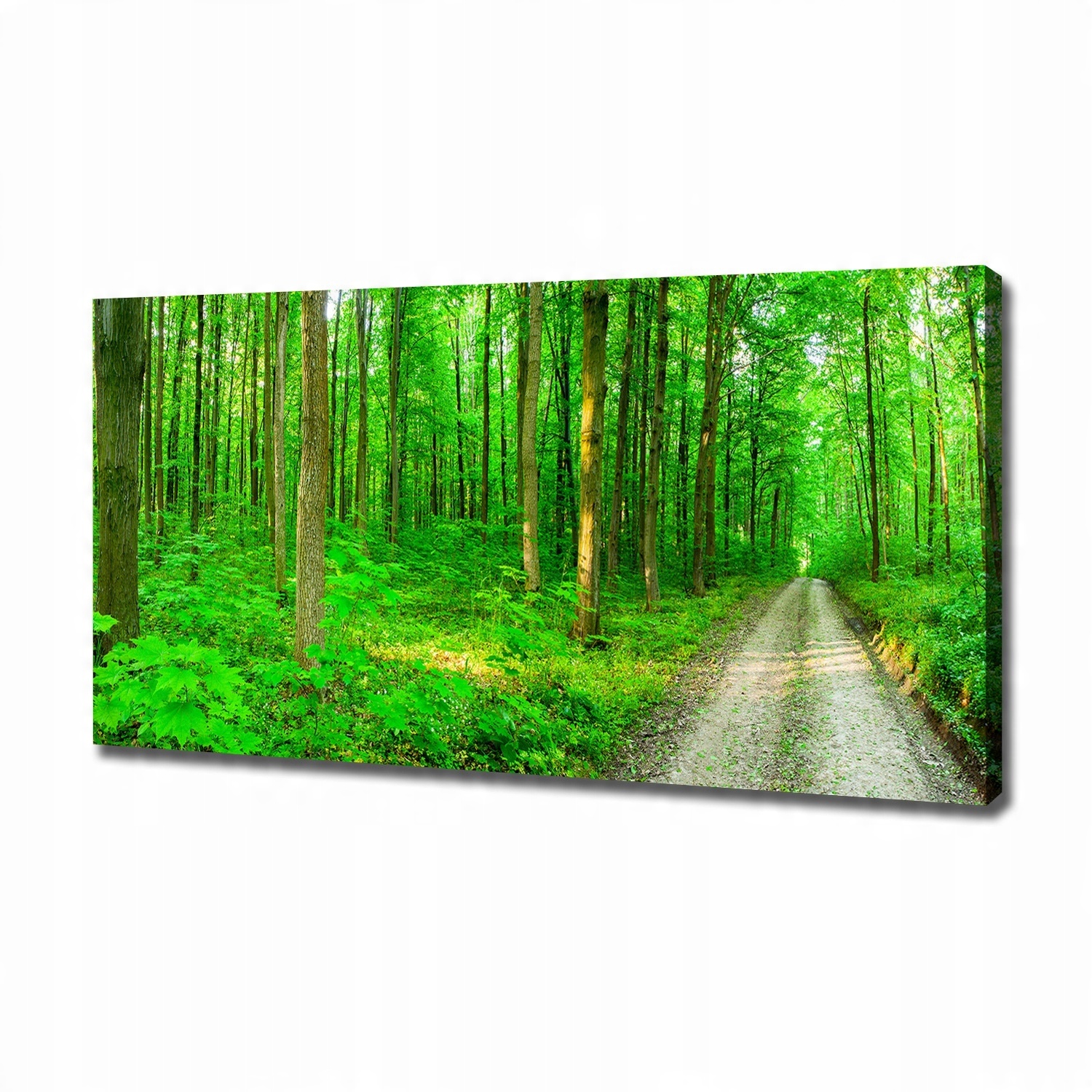 

Foto obraz na płótnie Drzewa w lesie 120x60 cm