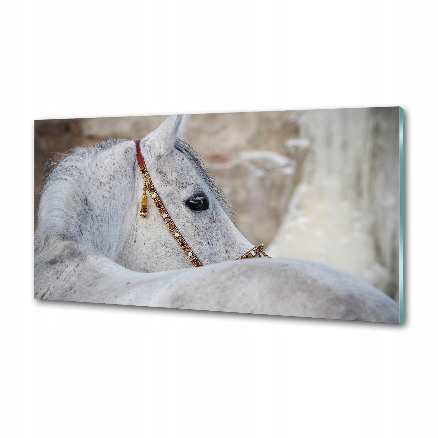Panel do kuchyne Biely arabský kôň 120 x 60 cm Lepidlo