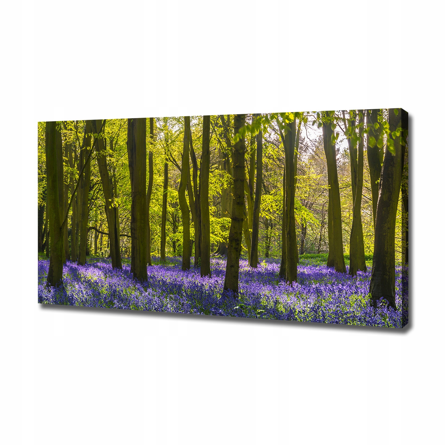 

Foto obraz canvas na ścianę Las wiosną 120x60 cm