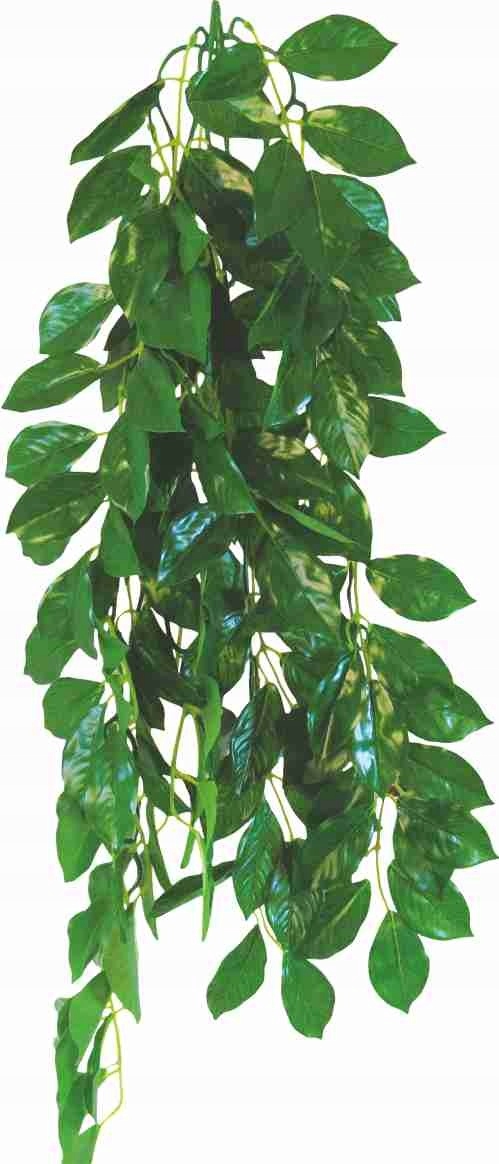 

Happet Roślina Do Terrarium Fikus 70CM