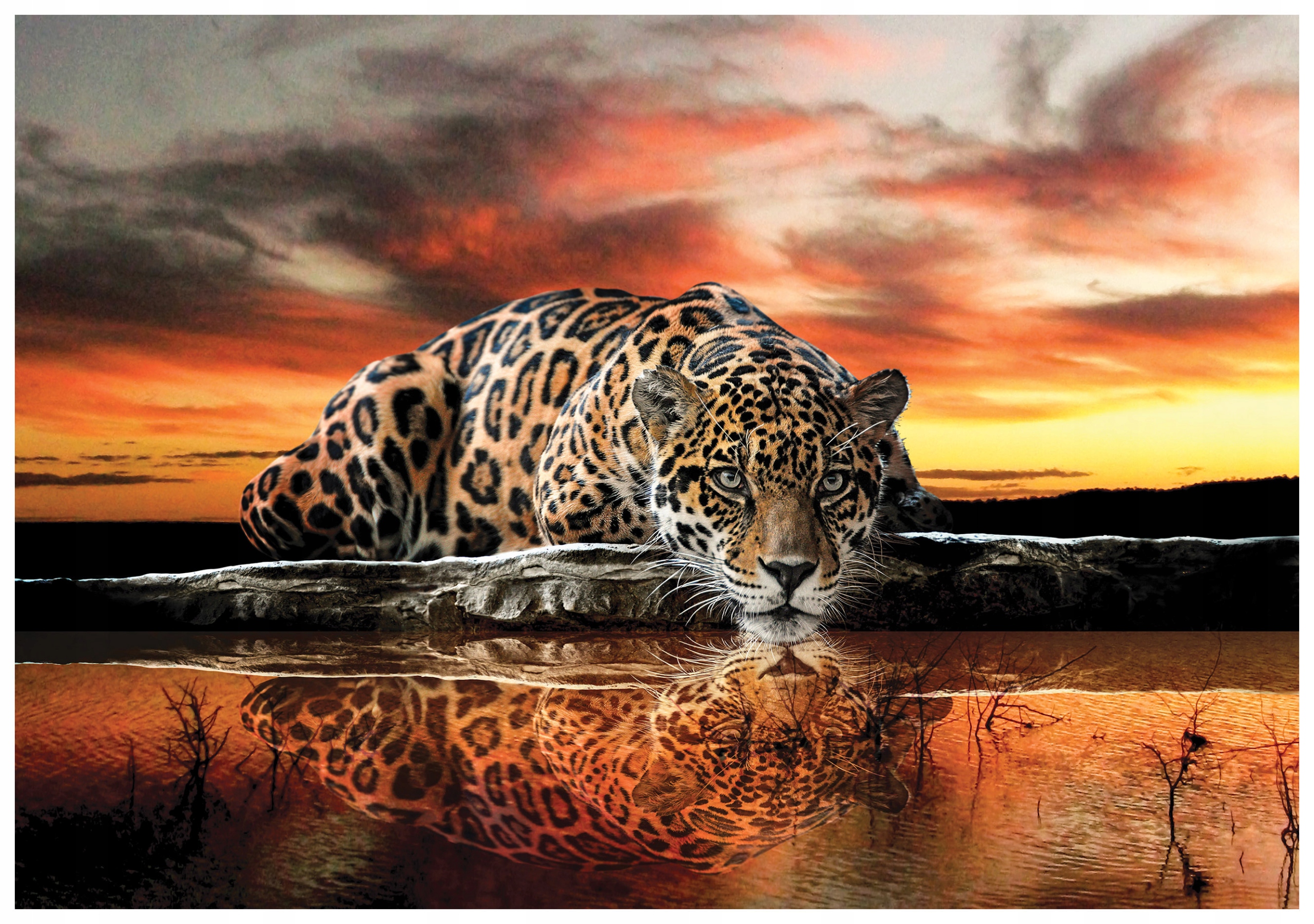 Fototapeta Jaguar a panter Síla přírody Západ Slunce 250x175 lepidlo