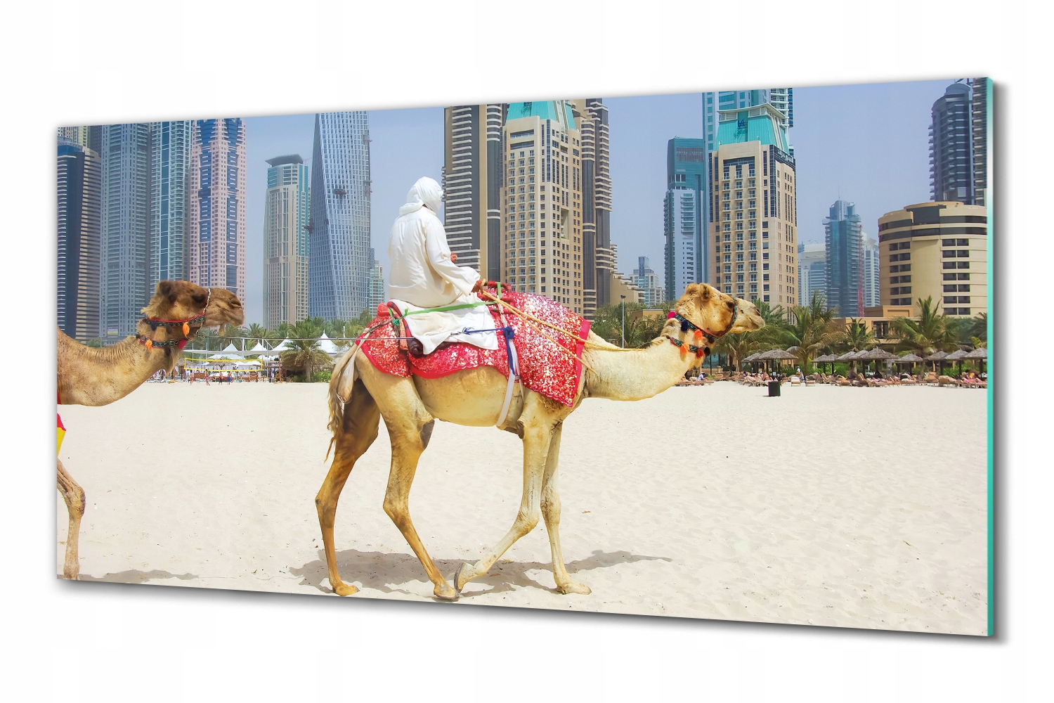 Foto na nástěnném skle Dubaj velbloudi 100x50