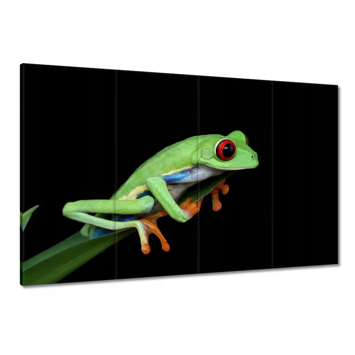 Obrazy 120x80 Barevná chytačka žába