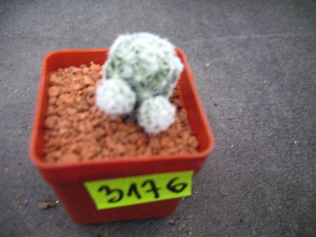 Mammillaria gracilis 3176 don4x4cm PP0220P