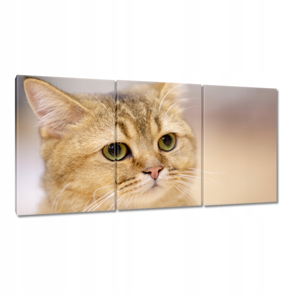 

Obrazy 120x60 Kot Kotki Koty Kicia