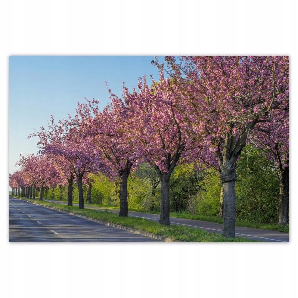 

Plakaty 60x40 Drzewo Drzewa Widok