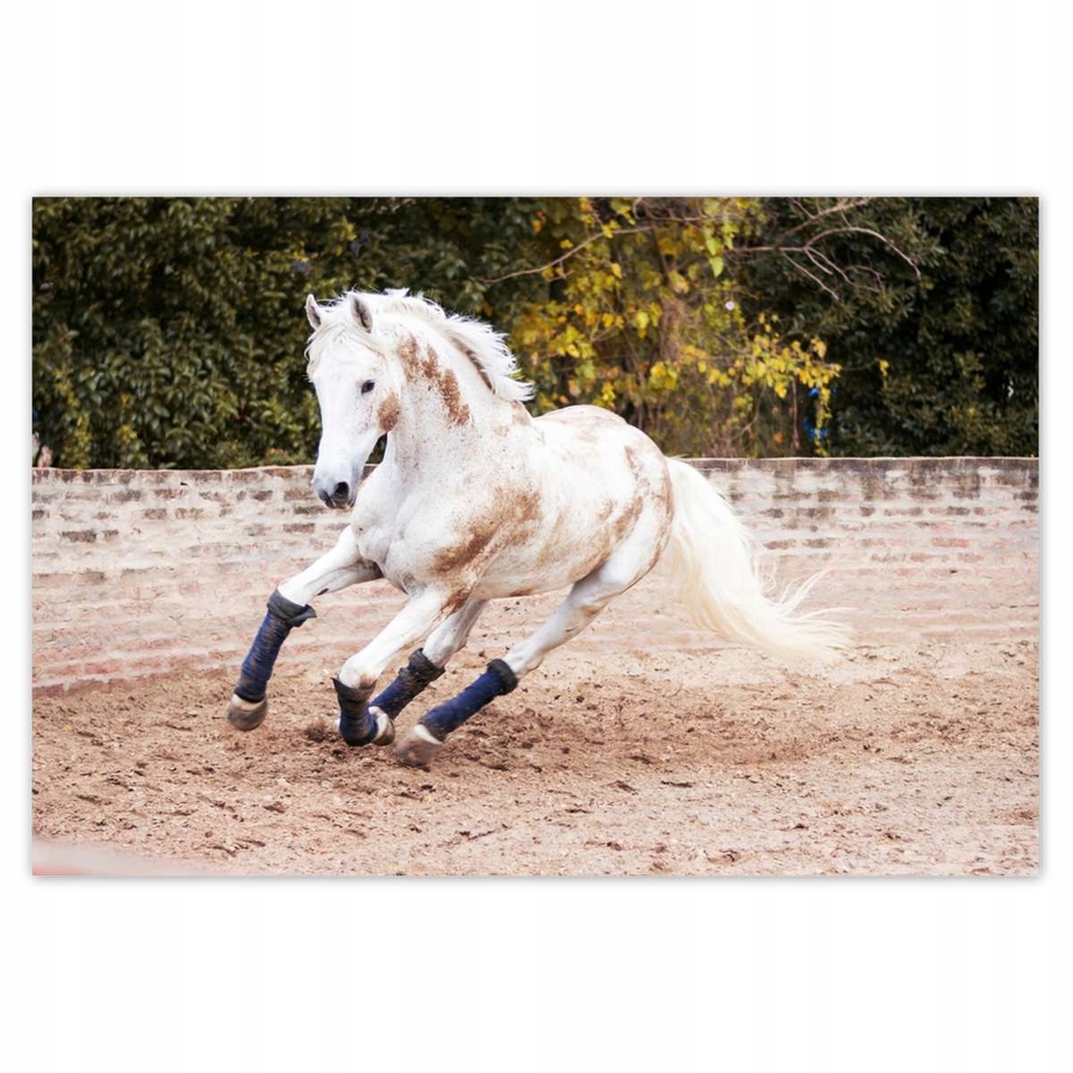 Plakáty 200x135 Kůň Koně Jezdectví