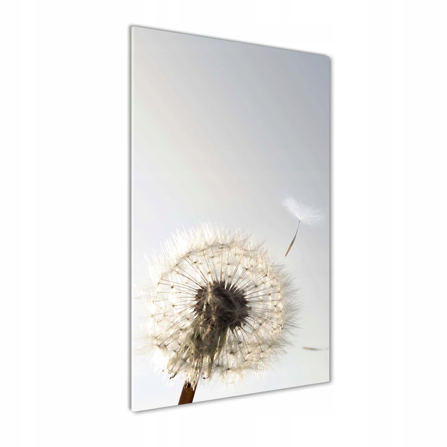 

Foto obraz akrylowy na ścianę Dmuchawiec 70x140cm