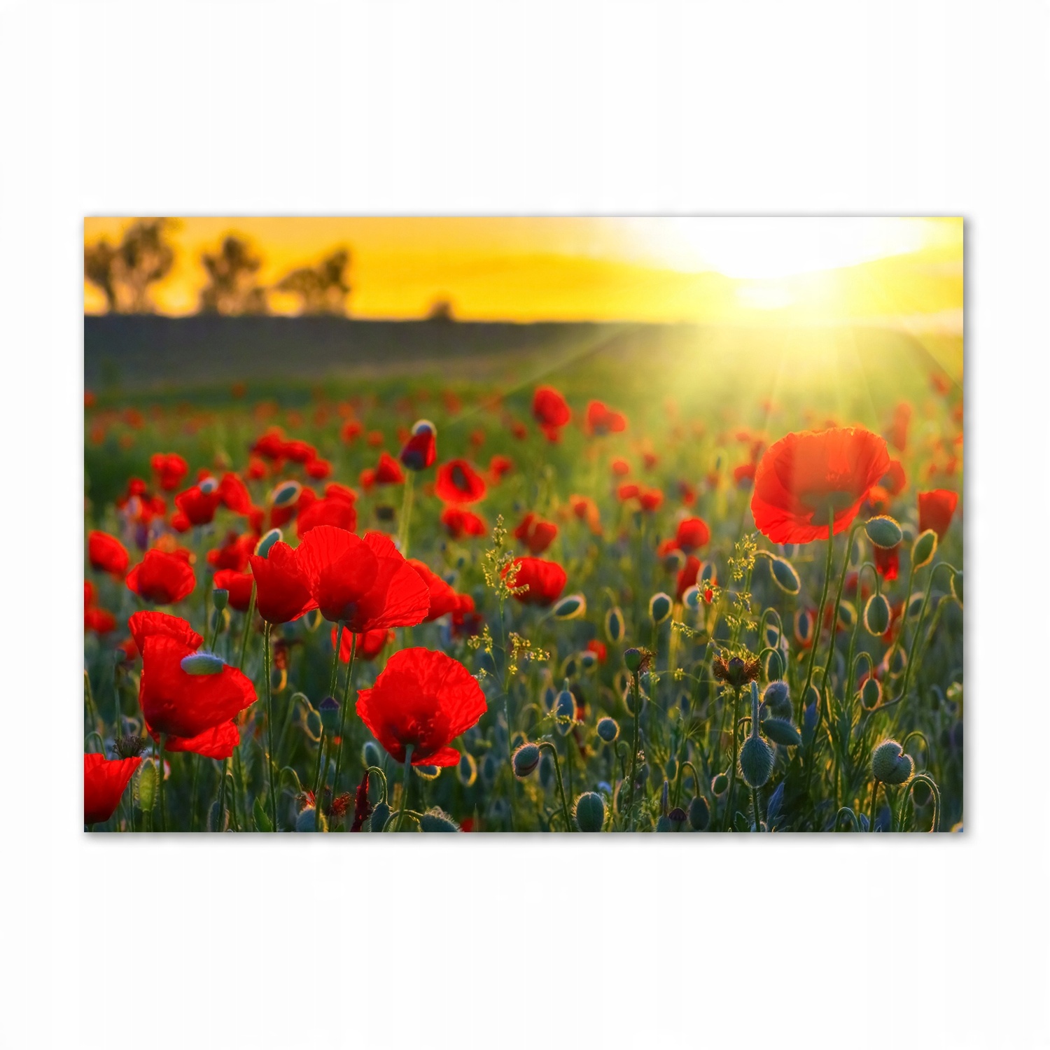 

Foto obraz na ścianę akryl Pole maków 100x70 cm