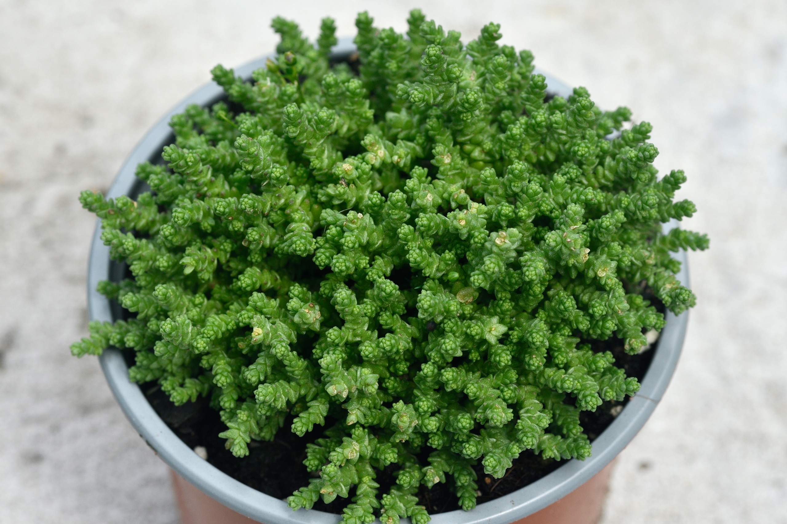 Sedum acre – Rozchodnik ostry 'Minimalissimum'