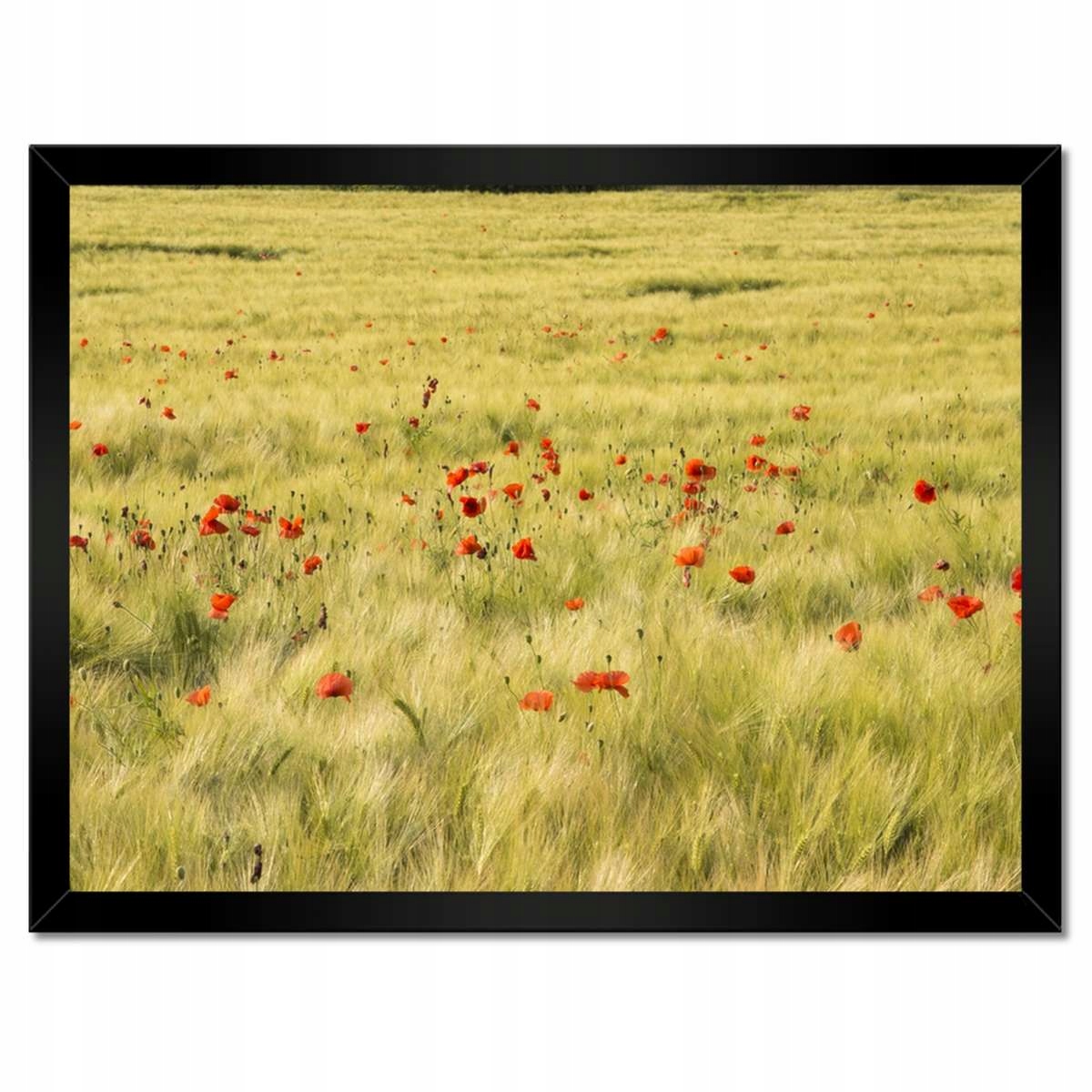 Plakáty v rámu 40x30 Maki na poli