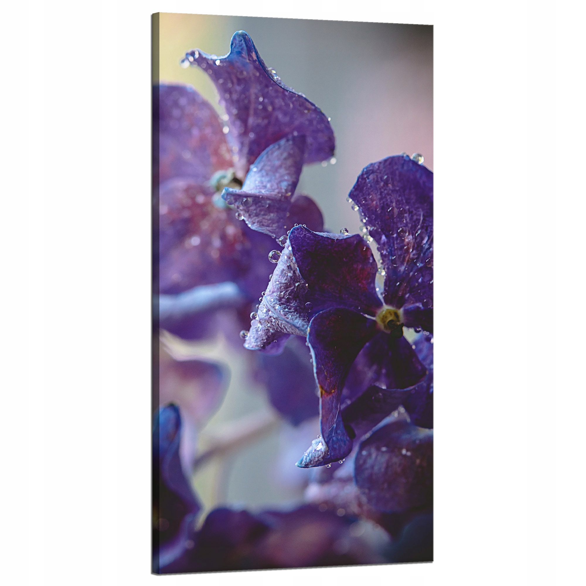 Obraz na plátně Botanika Indigo orchidej 60x120 cm
