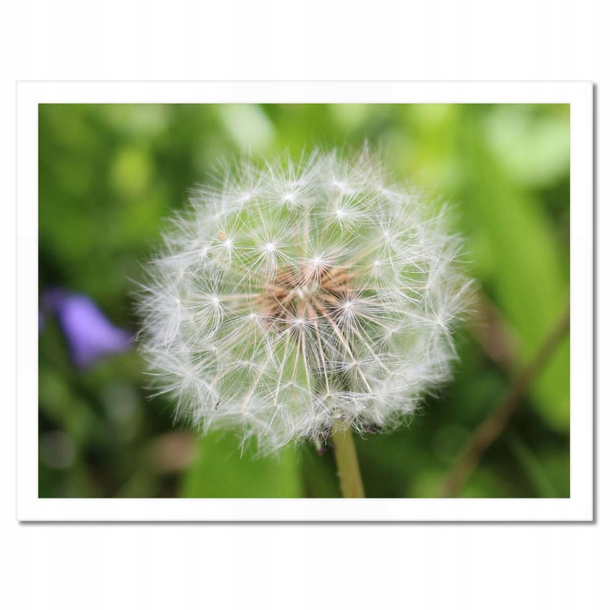 Plakáty v rámu 40x30 Pampeliška Květ Květiny