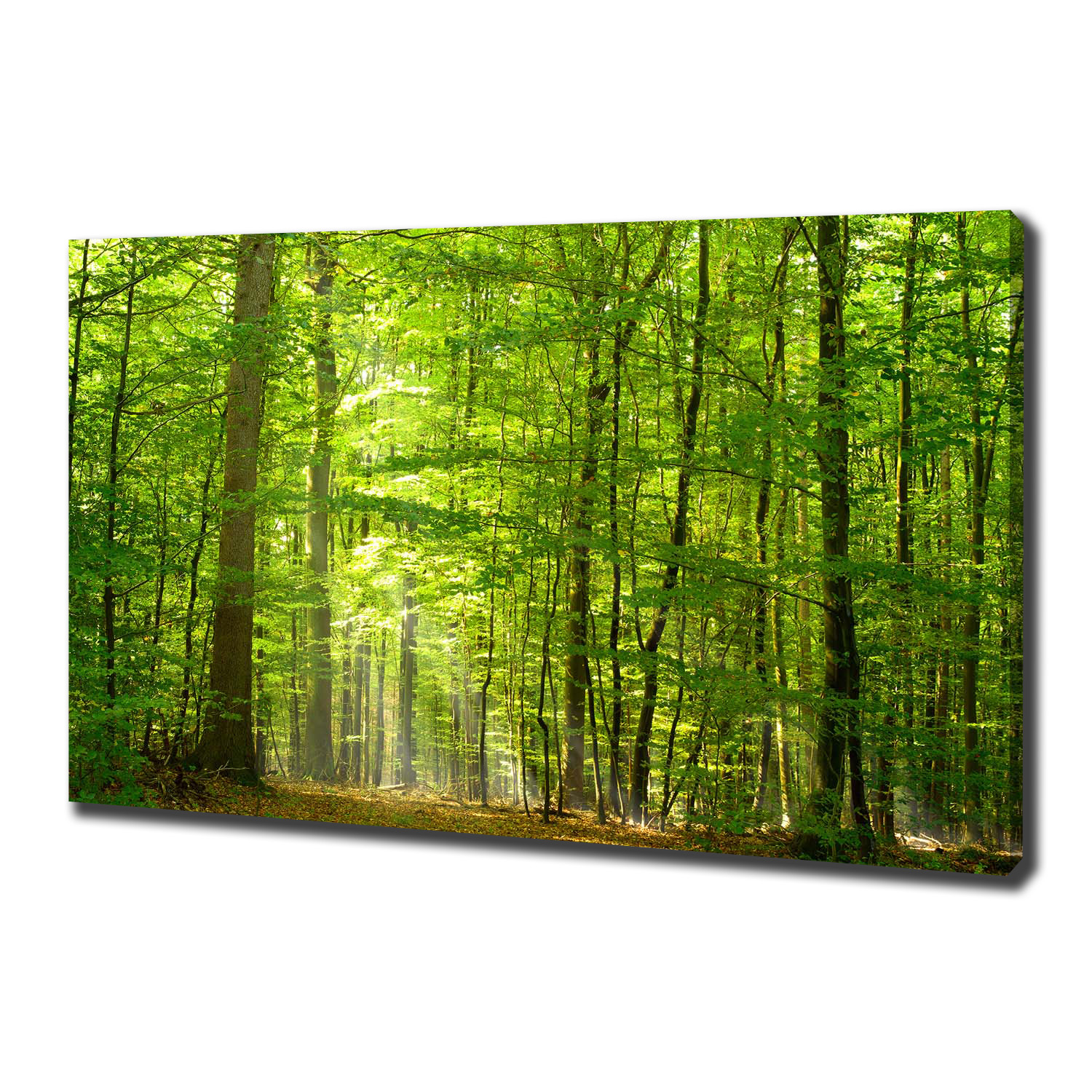 

Foto obraz na płótnie Liściasty las 100x70 cm
