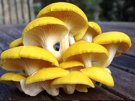 Hlíva CITRONOVÁ – hotový substrát Podoba vcelku