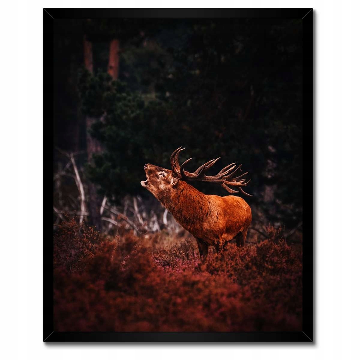 Plakáty v rámu 40x50 Jelen na rykovisku Les