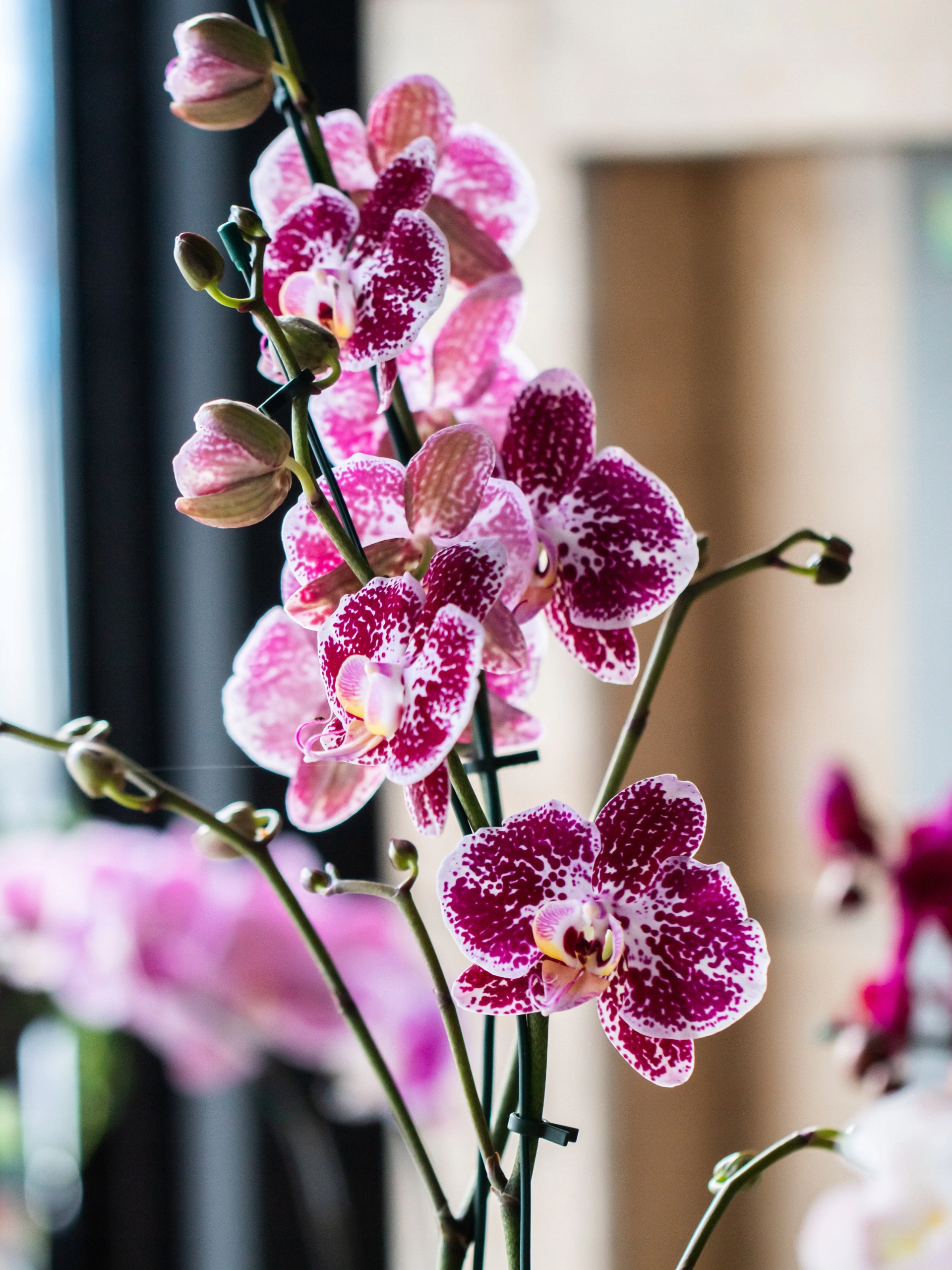 Ziemia Podłoże do storczyków orchidei BIOVITA 3L Pojemność 3 l