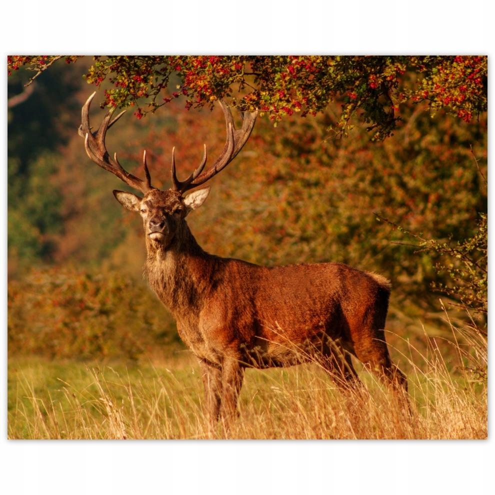 

Plakat 50x40 Jeleń królewski