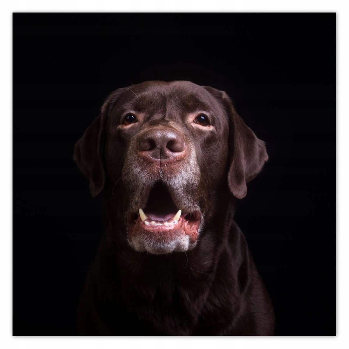 Plakáty 140x140 Portrét labradora psa