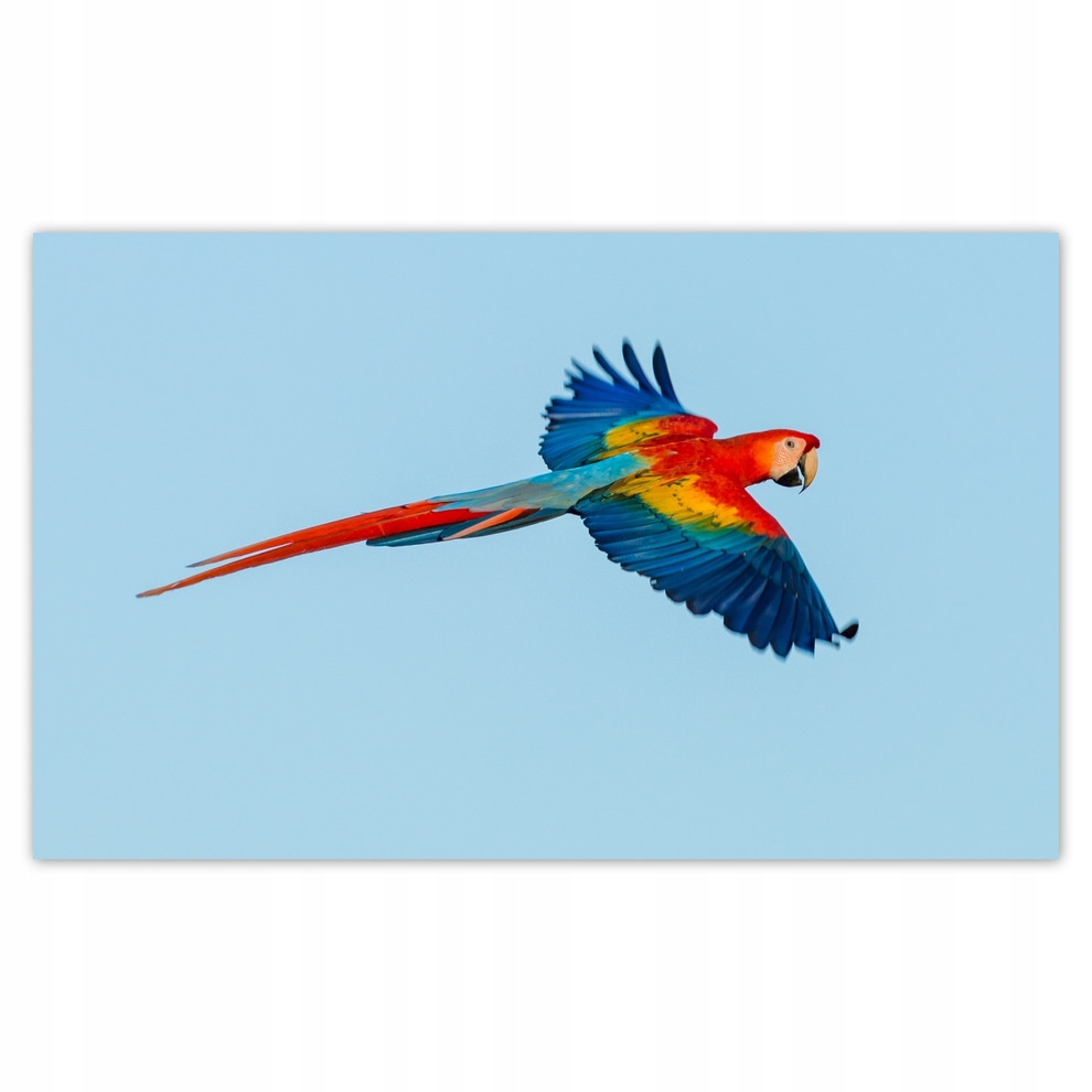 

Fototapety flizelina 520x318 Papuga kolorowa
