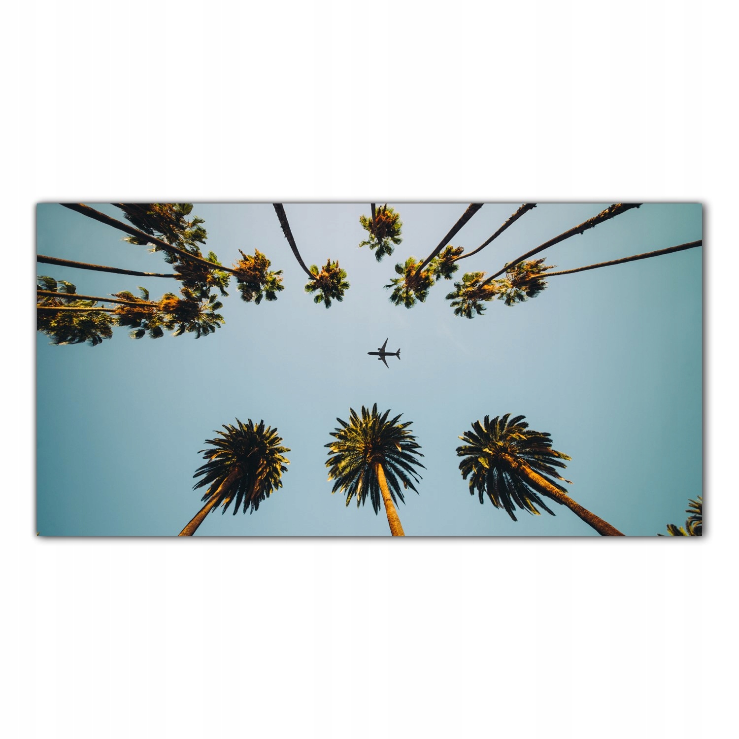 

Obraz na szkle Foto Palmy Samolot Drzewa 120x60