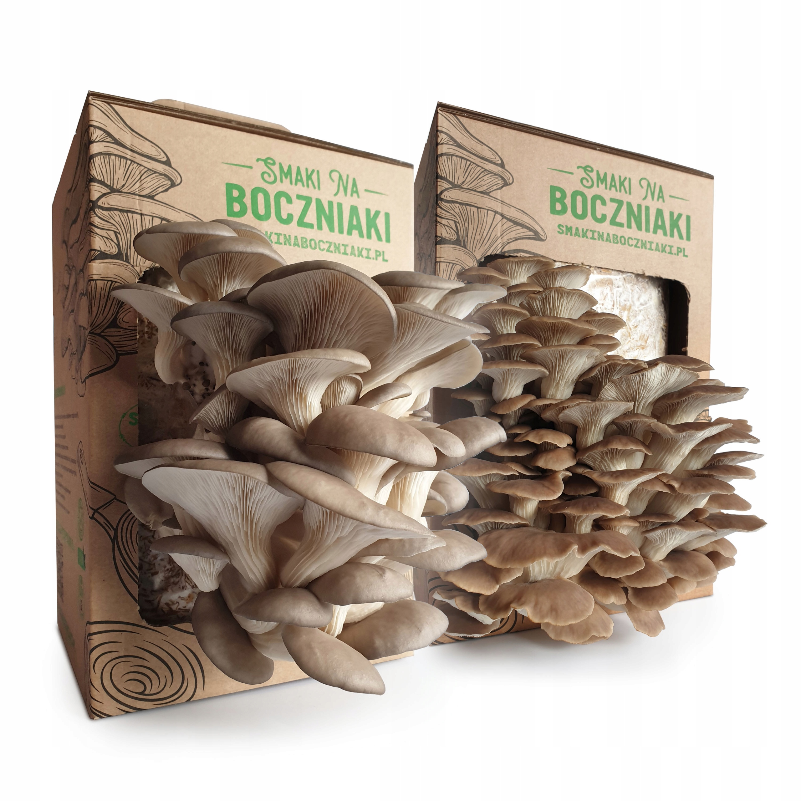 Levně Klasika – hlíva ústřičná a lžícovitá pro domácí pěstování