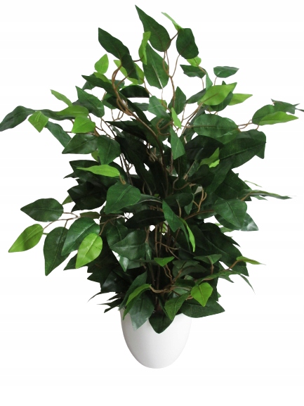 

Sztuczny Beniamin Fikus Benjamin Kwiaty Sztuczne