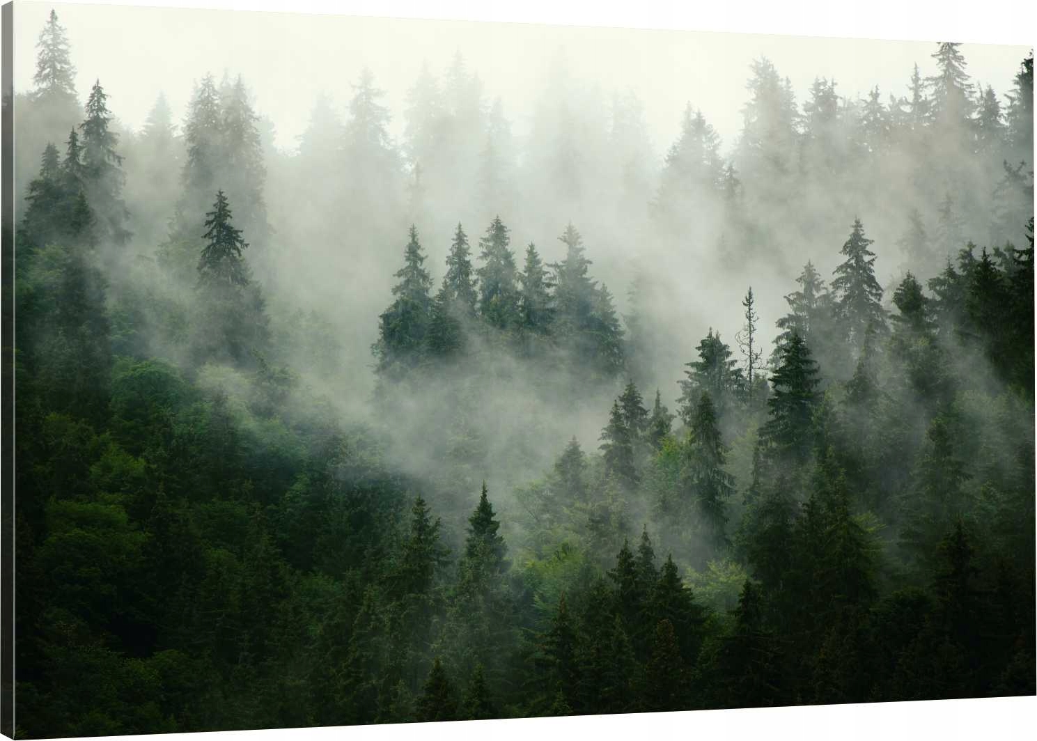 

Obraz Na Płótnie Las Natura Mgła 90x60 ma wzorów