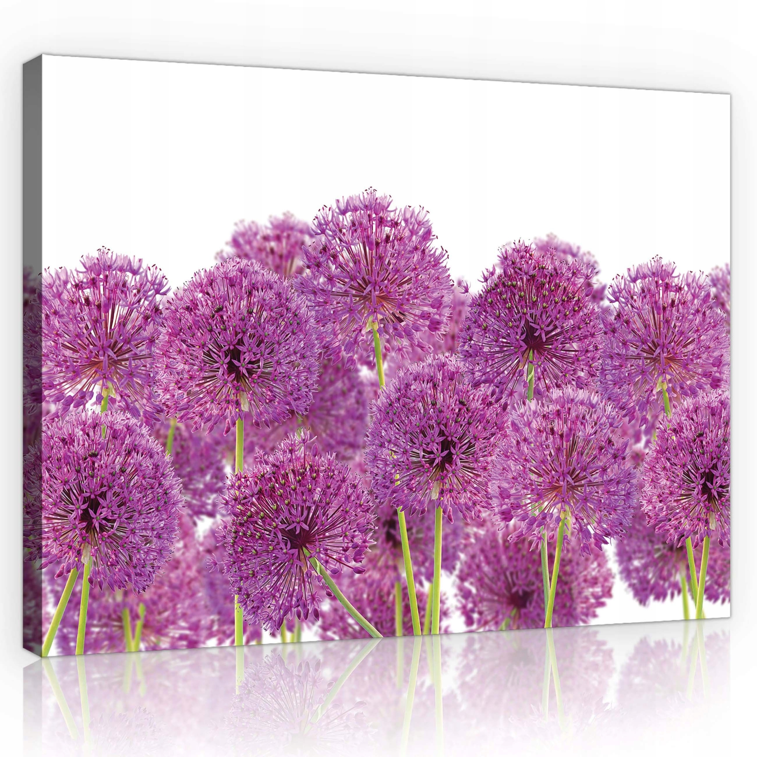 Obraz 100x75 Květiny cibulka ozdobná jaro fialová zeleň svěžest