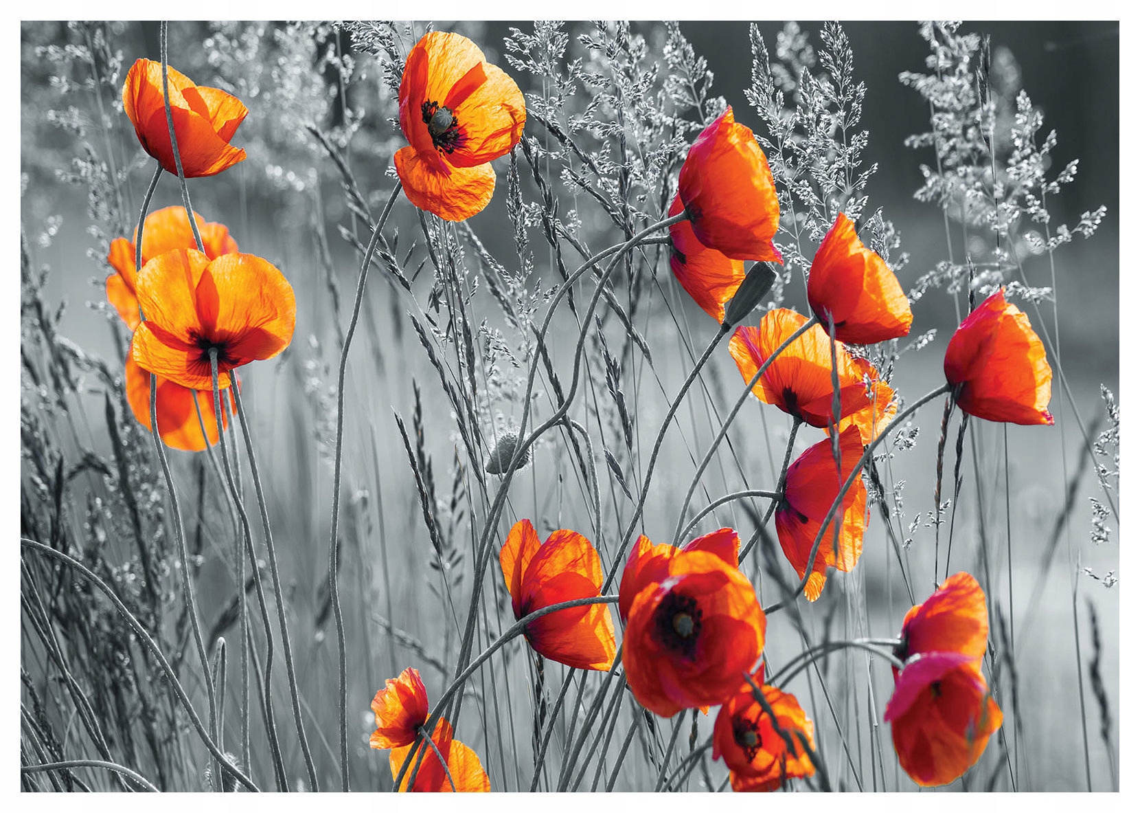 Vliesová fototapeta Červené máky na šedém pozadí Tráva 416x254 lepidlo