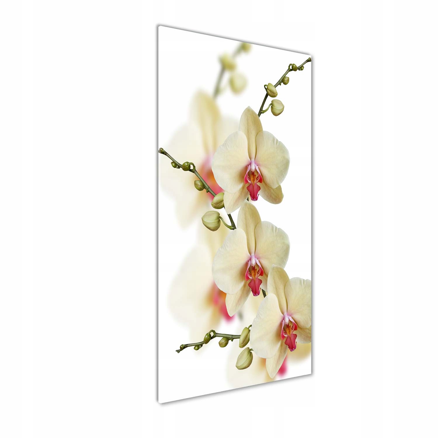 

Foto obraz akrylowy na ścianę Orchidea 50x125 cm