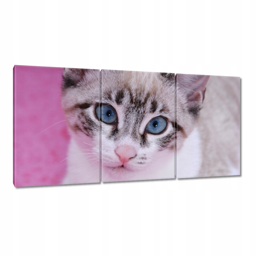 

Obrazy 120x60 Kot Kotki Koty Kicia