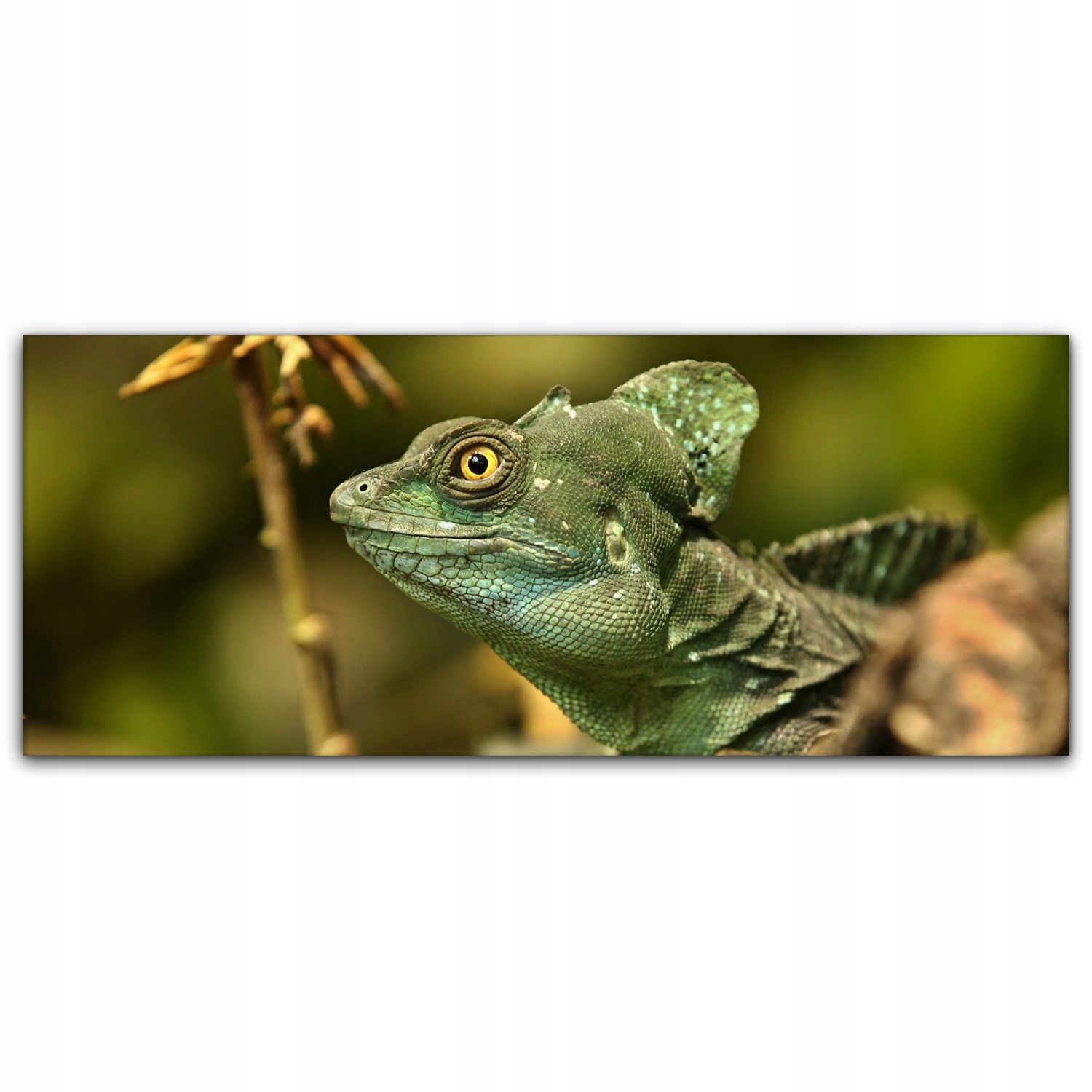 

Obraz na płótnie ścienny 125x50 Jaszczurka Tropiki