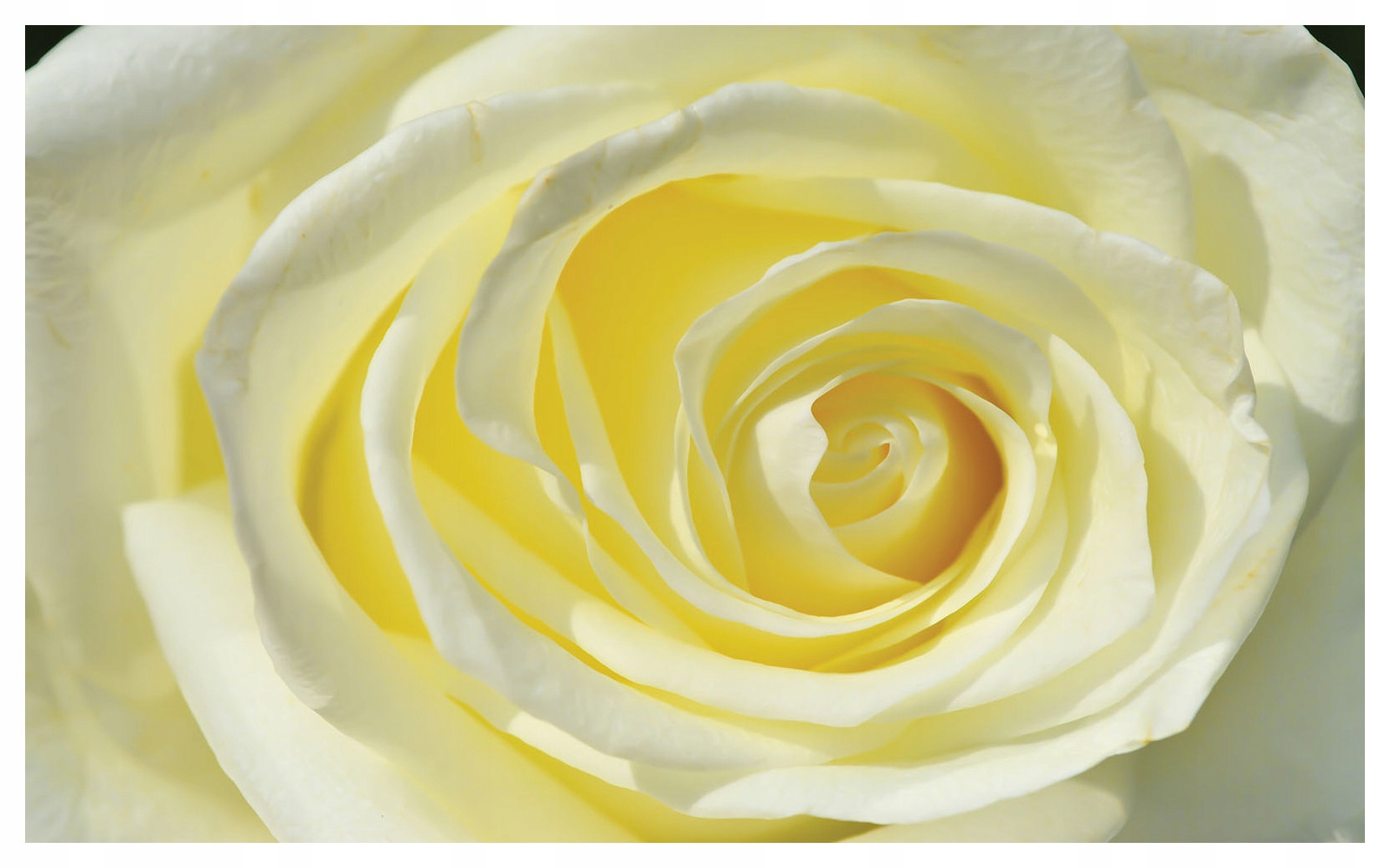 Fototapeta Ruža bielo-žltá elegancia 350x250 jemné okvetné lístky lepidlo