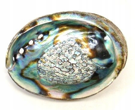 

Dekoracyjna Muszla Abalone 12-14 cm