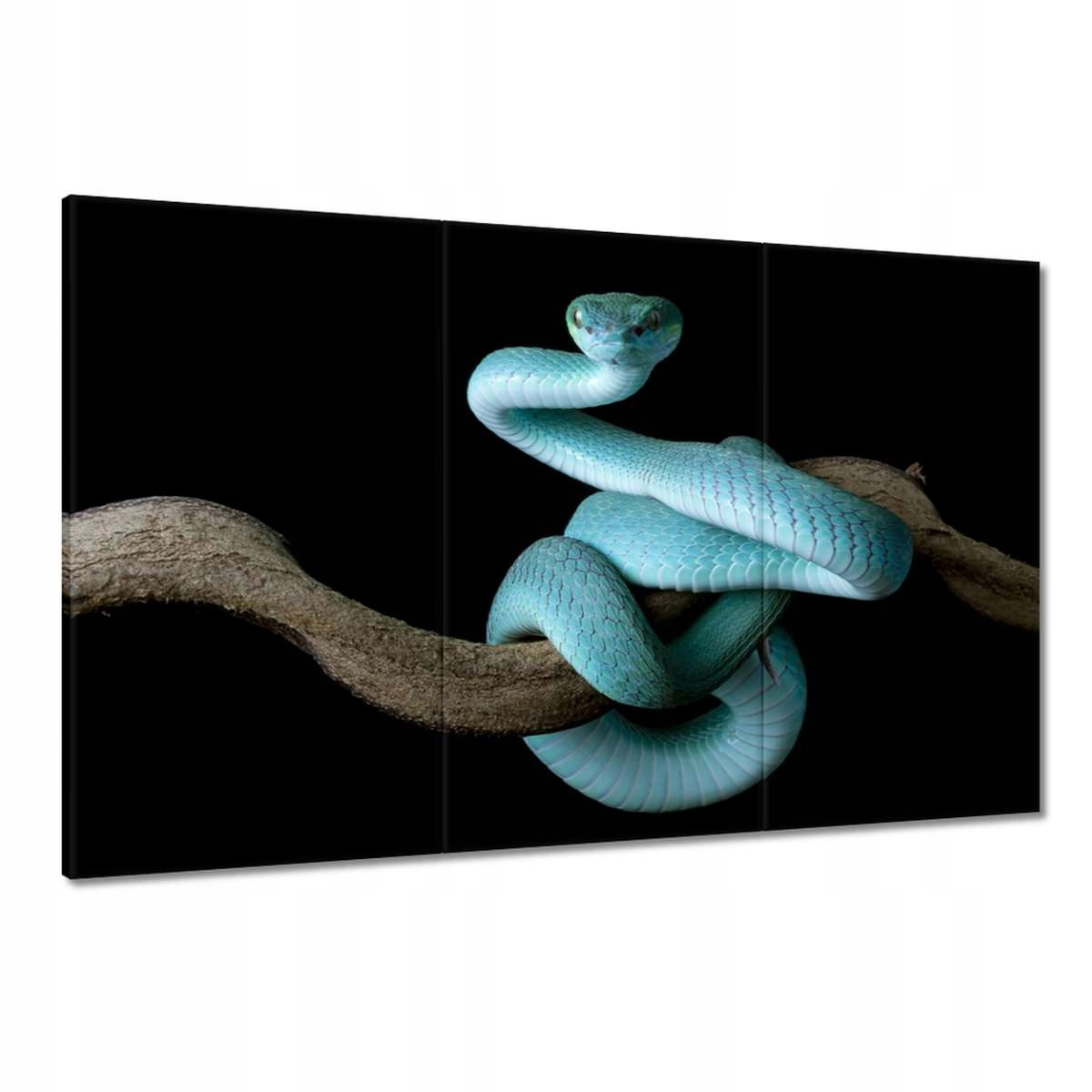 Obrazy 120x80 Modrý viper snake