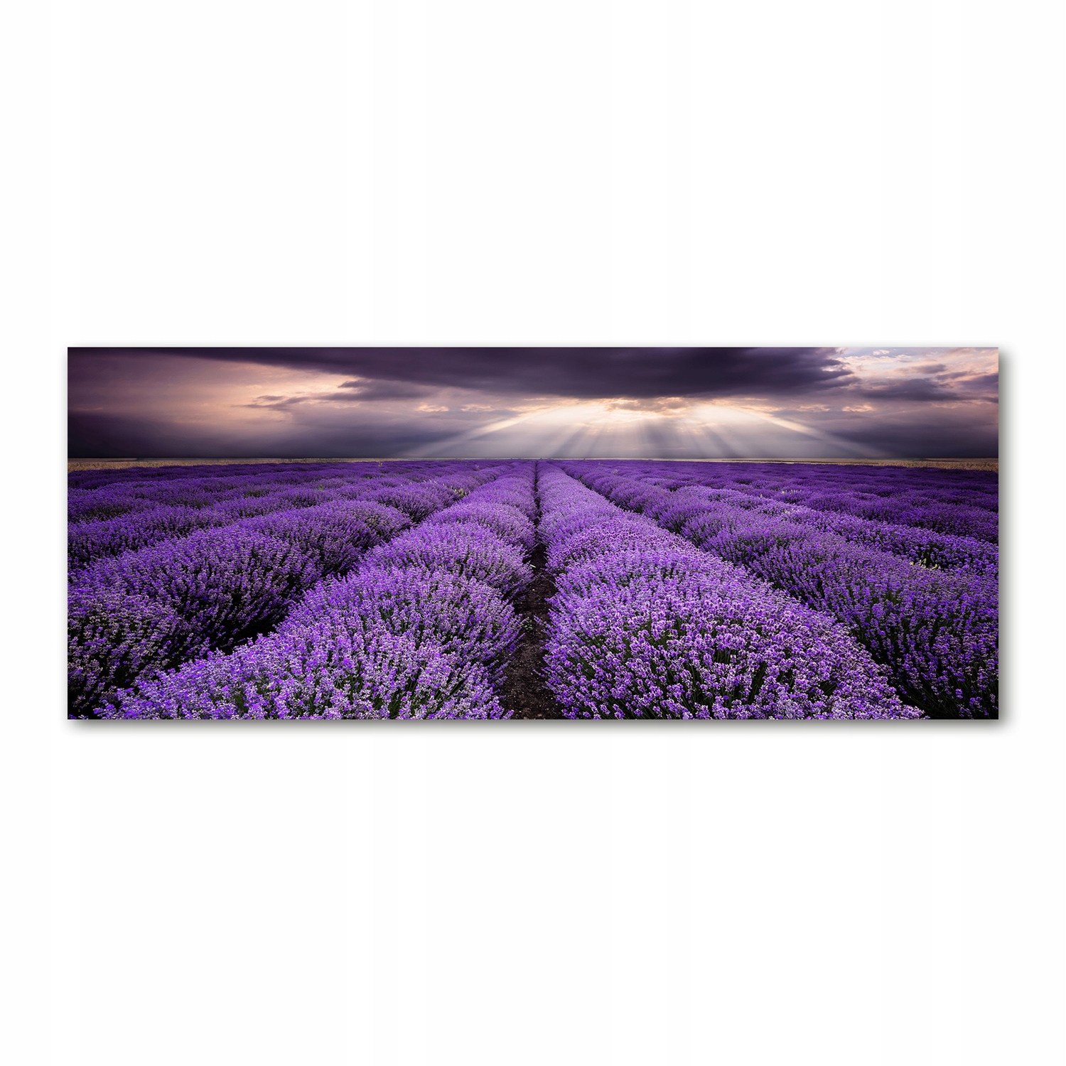 

Foto obraz akryl zdjęcie Pole lawendy 125x50 cm
