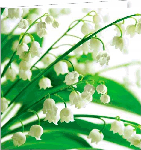 

Kartka pocztowa z konwaliami składana pusta FF73